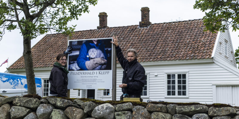 Samlingsforvaltar Elisabeth Tungland og museumshansdverkar Odd-Geir Rosland står på kvar sin side av utstillingsplakaten til utstillinga "Pelsdyrhald i Klepp" utandørs på Haugabakka