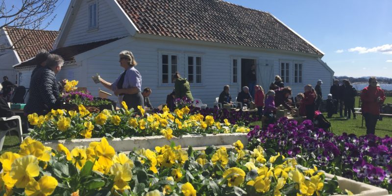 bilde av torhild som utfører plantebytte